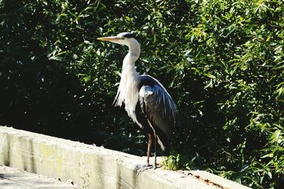 Gray heron perching on a tree