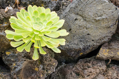 High angle view of green plant on rock