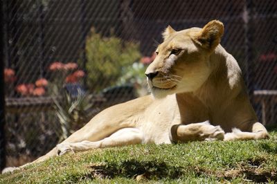 Close-up of lion relaxing on grass