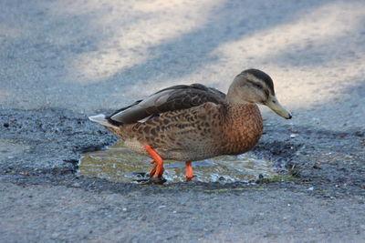 Close-up side view of a duck