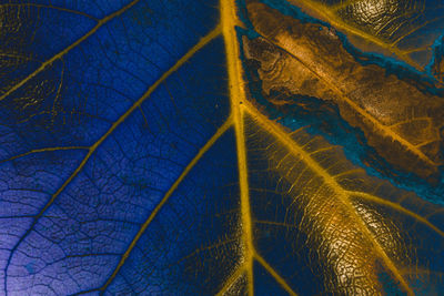 leaf