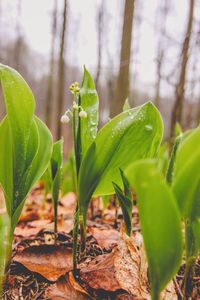 Close-up of fresh green plant