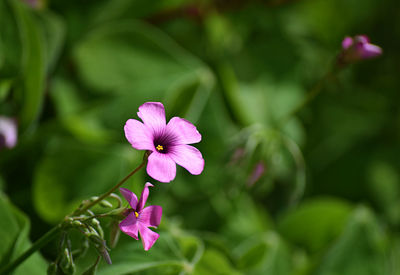 Close-up of pink cosmos blooming outdoors