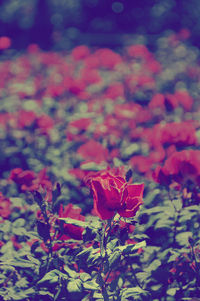 Close-up of red flowers