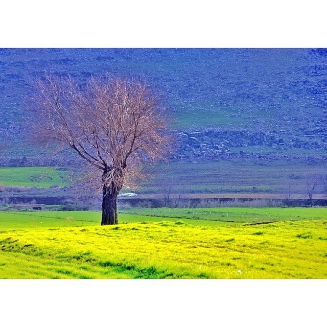 tree, grass, tranquility, bare tree, tranquil scene, scenics, field, landscape, nature, built structure, beauty in nature, sky, architecture, auto post production filter, branch, green color, transfer print, building exterior, water, growth