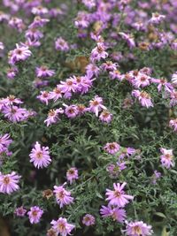 High angle view of pink flowering plants on field