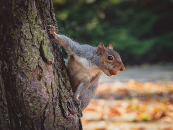 Close-up of squirrel on tree trunk