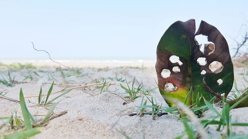 Close-up of snake by sea against sky