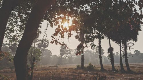 Trees on field in forest