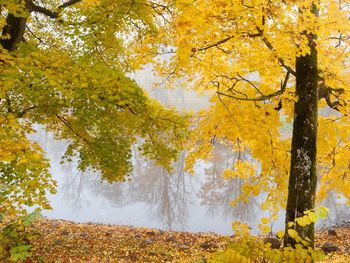 View of yellow trees in forest during autumn