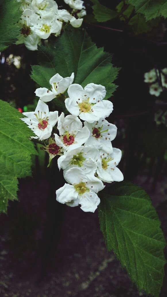 flower, white color, freshness, growth, fragility, petal, beauty in nature, flower head, leaf, focus on foreground, nature, close-up, blooming, plant, white, in bloom, blossom, outdoors, tree, park - man made space