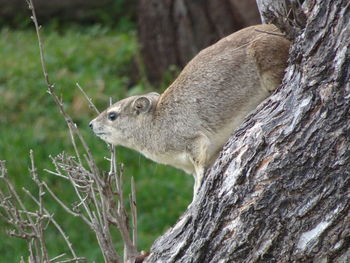 Close-up of hyrax on tree trunk