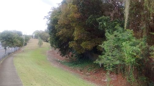 Footpath passing through forest