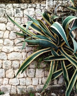 High angle view of potted plant on wall