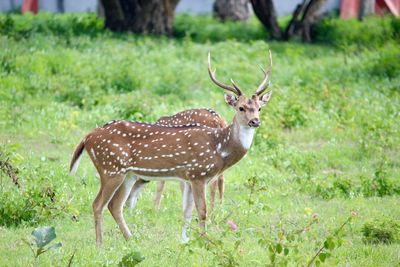 Deer standing in a field