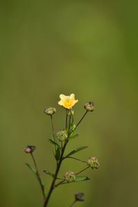 Close-up of yellow flowering plant