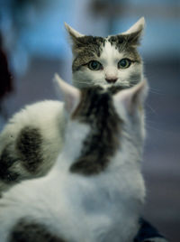 Close-up portrait of cat