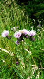 Close-up of purple flowers