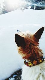 Close-up of dog in snow