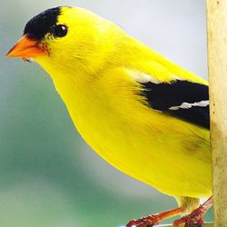 Close-up of parrot perching on yellow leaf