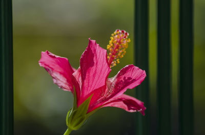 Close-up of pink flowering plant