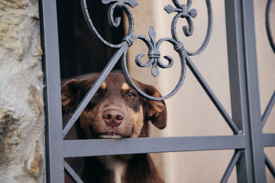 Close-up portrait of a dog seen through metal fence