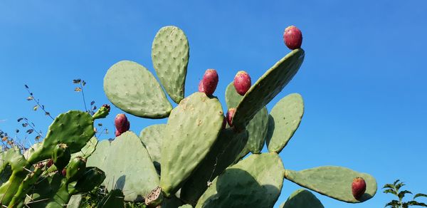 Low angle view of succulent plant against blue sky