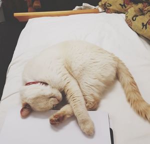 Cat sleeping on bed