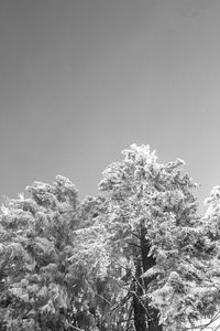 Low angle view of trees against clear sky