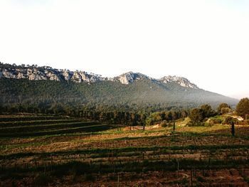 Scenic view of field against clear sky