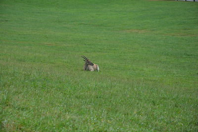 Mammal relaxing on grassy field