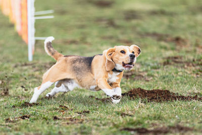 Dog running on field