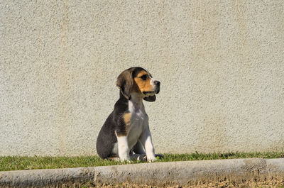 pet