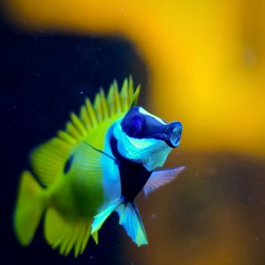 Close-up of fish swimming in aquarium