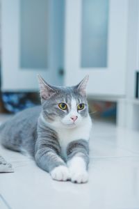 Portrait of cat relaxing at home