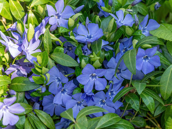 Close-up of purple flowering plants