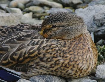 Close-up of bird perching outdoors