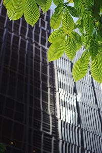 Low angle view of leaves against building in tokyo