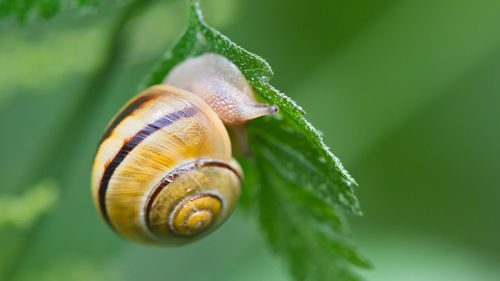 Close-up of snail on leaf