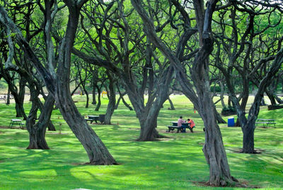 Trees in park