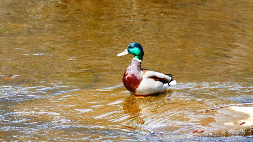 Mallard duck on lake