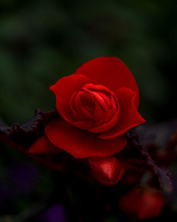 Close-up of red rose