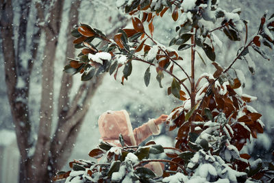 Close-up of snow on tree during winter