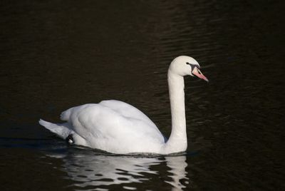 Close-up of swan swimming in lake