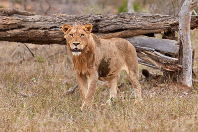 Young male lion in kruger