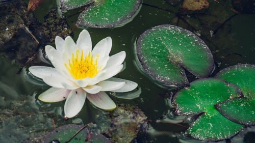 Close-up of lotus water lily in pond