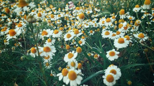 Detail shot of white flowers