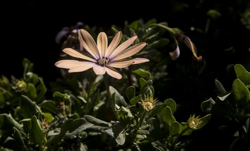 Close-up of flowering plant