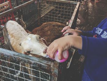 Midsection of person feeding young goat