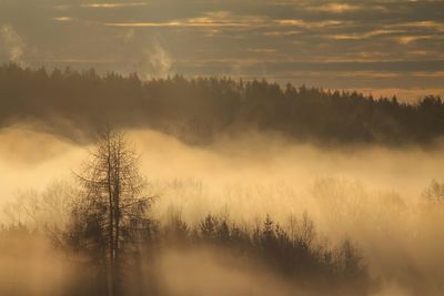 Scenic view of forest during sunset